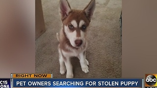 Pet owners searching for possible stolen puppy near 35th and Southern avenues