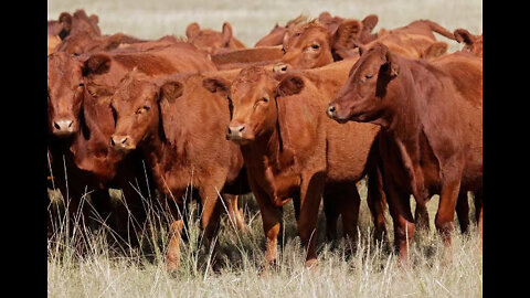 5 Red Heifers arrive in Israel from Texas