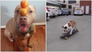 A verdadeira prova de que os cães também podem ser talentosos