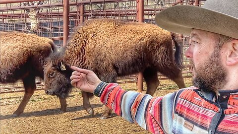 Injured Heifer Calf…Had To Get a Closer Look!