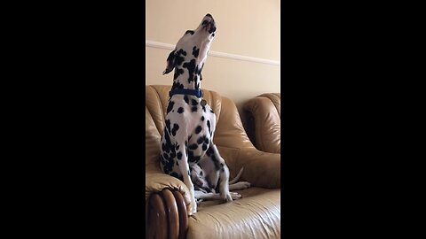 Dalmatian howls along to his favorite song