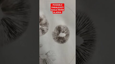 Possible Wild Panaeolus cinctulus Alaska #paulstamets #joerogan