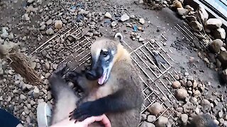 Super cute coati plays with caretaker just like a doggy