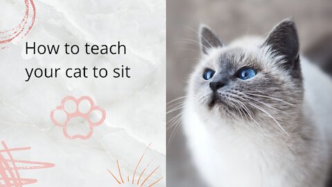 Simple tip to teach your cat how to sit