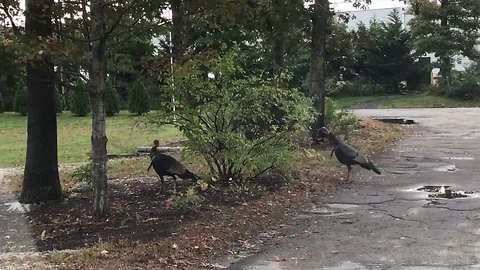 Playful turkeys chase each other around a bush