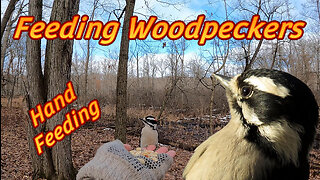 Hand Feeding Woodpeckers