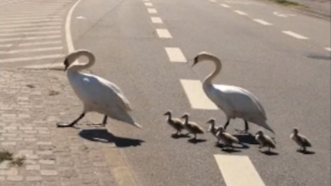 Traffic Comes To A Halt As Swan Family Crosses The Road