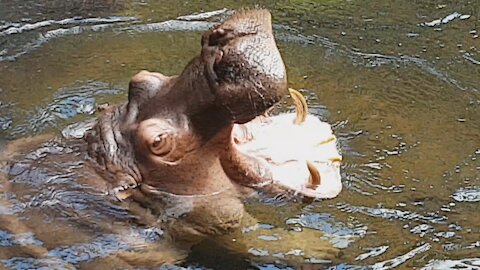 hippos relax