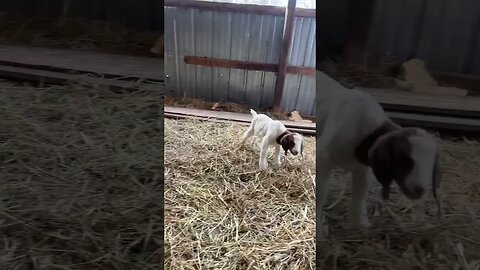 Baby Boer Update…Exploring the Barn #babygoats #farmlife #homestead