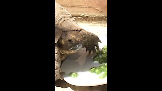 Turtle eating breakfast, blowing bubbles.