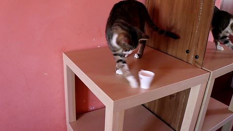 Rude cat knocks over anything placed on table