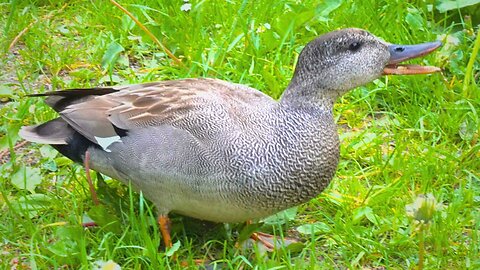 Mr. Gadwall Duck's Morning Endeavors, Featuring: Sparrows, Pigeons and Mrs.