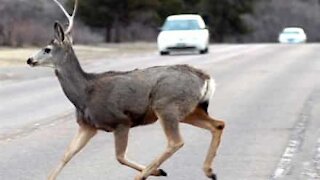 Deer rams into man in car park!