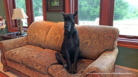 Great Dane Loves To Sit "Like the Peoples Do"