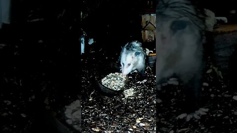 Wet Opossum visits The Bowl #animals #nature #shorts