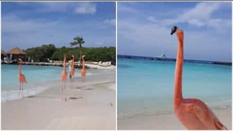 Fenicotteri turisti su una spiaggia ad Aruba