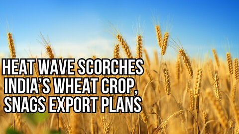 urgent ⛔️ Heat wave scorches India’s wheat crop, snags export plans - 2nd biggest export of wheat