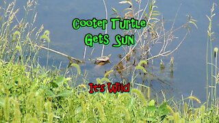 Cooter Turtle Gets Sun