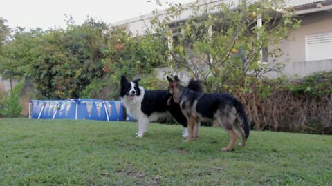 Beautiful dogs playing with each other