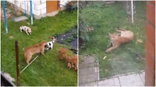 Puma attacca un cane nel giardino di casa