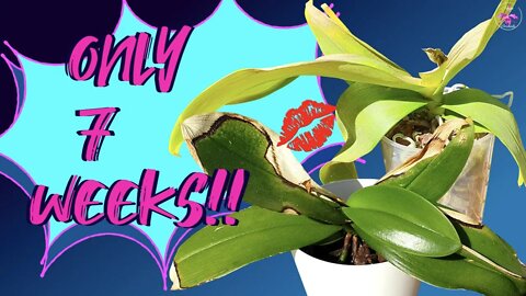 Extreme Rescue Phalaenopsis 101 Week 7 Progress Report | Dumpster Phalaenopsis Rescue #ninjaorchids