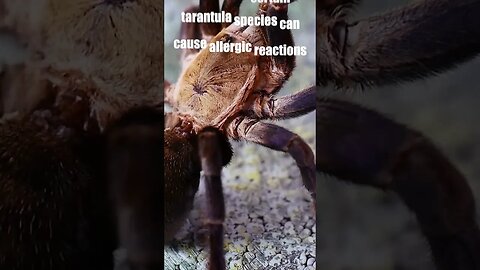 Tarantula Threats and BITES!