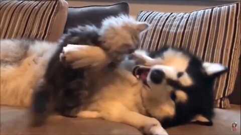 Siberian Husky and cute kitten play fighting!