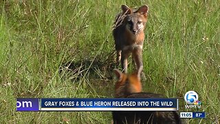 Foxes, heron released