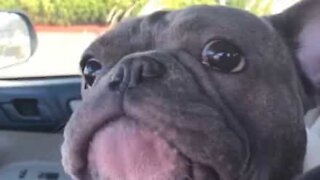 Este buldogue francês aprendeu a pedir comida no drive-thru