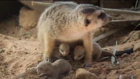 Avete mai visto dei suricata appena nati?
