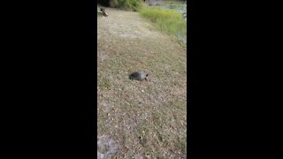 Old Florida Turtle