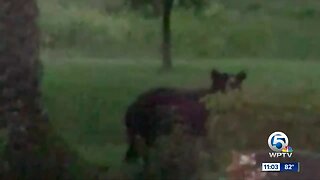 Bear spotted in Port St. Lucie neighborhood