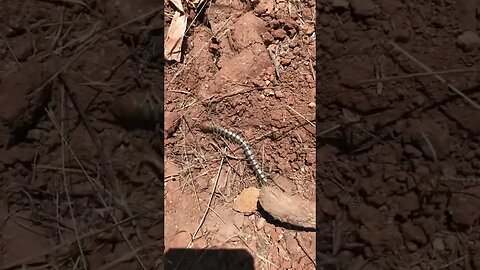 Rainbow, CA Centipede Huge Finds New Home