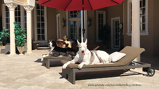 Beautiful Great Danes Enjoy a Lazy Dog Day Afternoon