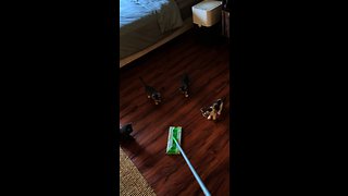 Cute Kittens Totally Mesmerized By Sweeper