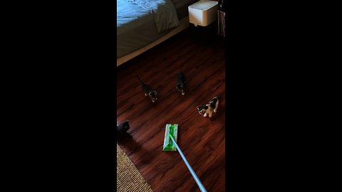 Cute Kittens Totally Mesmerized By Sweeper