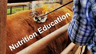 Nutrition Education for Livestock Feed (In the Chute - Round 148)