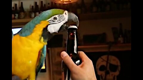 Strong Parrot Jack opens Beer Bottles with his Beak