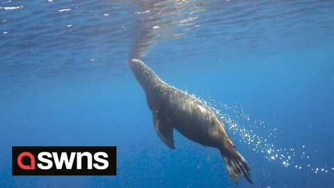 Sea lion returned to sea after mysteriously found at the side of busy road