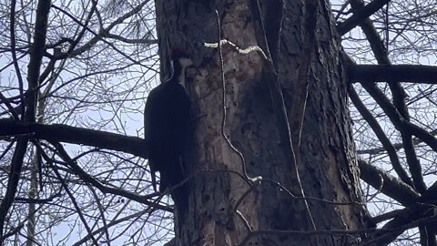Pileated Wood Pecker is back 6