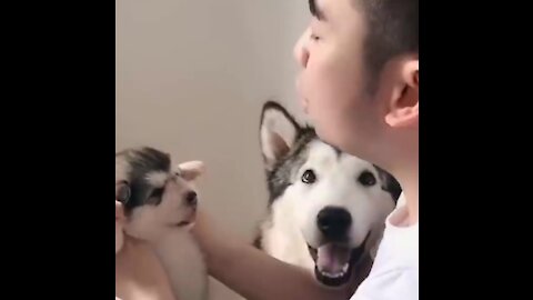 Teaching a baby dog howling accompanied by his mother