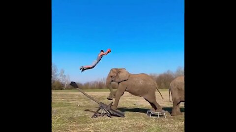 This is amazing elephant