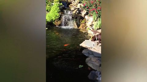 Ever See A Dog This Excited To Feed Fish?