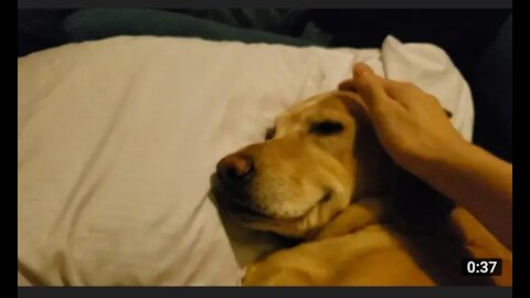 Waking up a thankful dog having a nightmare