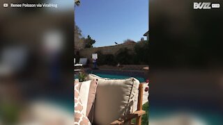 Le désaccord entre ce chien et ce corbeau a fini par un plongeon dans la piscine