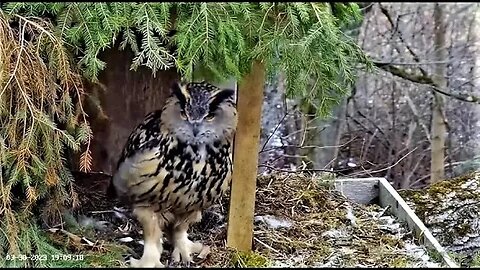 Eagle Owl's 3rd Egg Laid 🥚🥚🥚 03/30/23 19:09