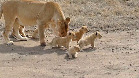 Six Lion Cubs enjoying their first outdoor