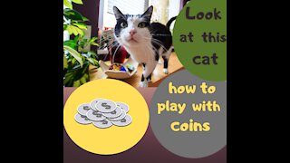 Beautiful cat play with coins