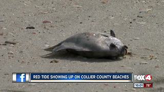 Red tide reaches Collier beaches