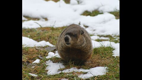 Groundhog Day and blog